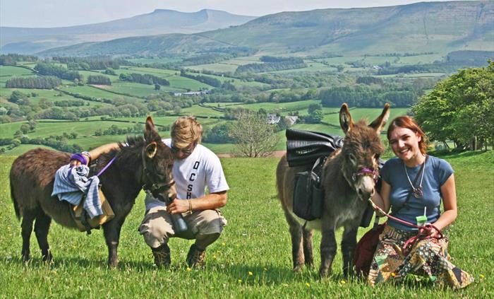 Take a pair of miniature donkeys for a scenic walk